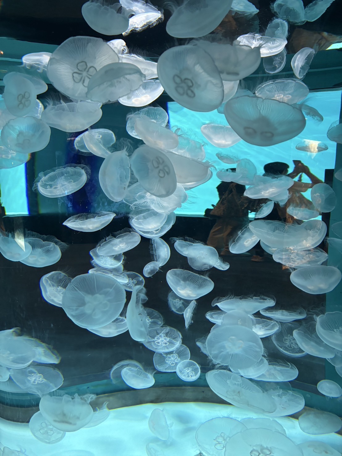 海響館のくらげ