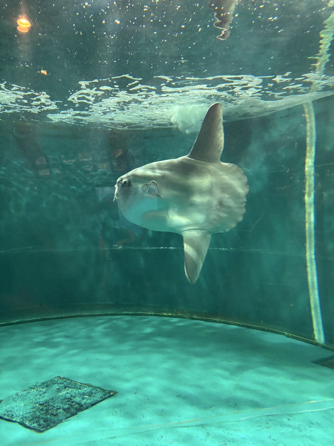 海響館のマンボウ