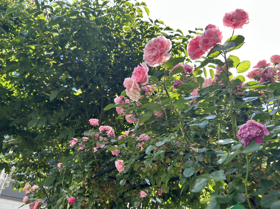 お花の写真